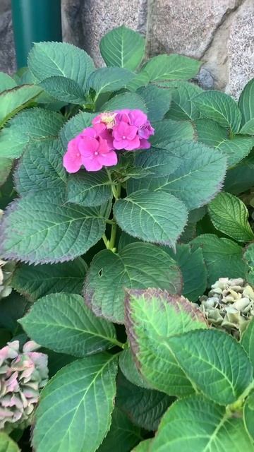 #annabelle #hydrangea #гортензия #garden #гортензія #flowers #park#jardin #アジ