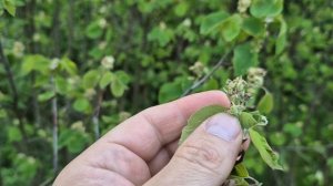 Отличия ирги канадской от ирги ольхолистной после окончания цветения