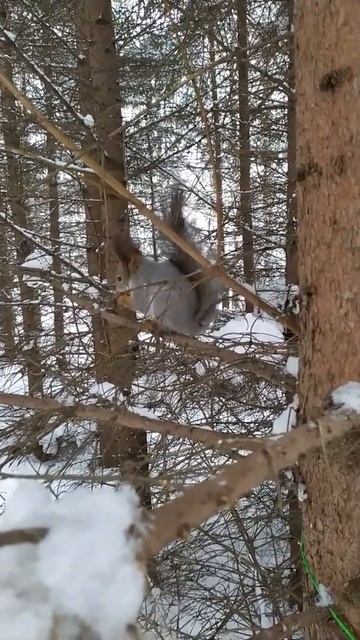 Белка на еловой ветке ест орешек смотреть онлайн