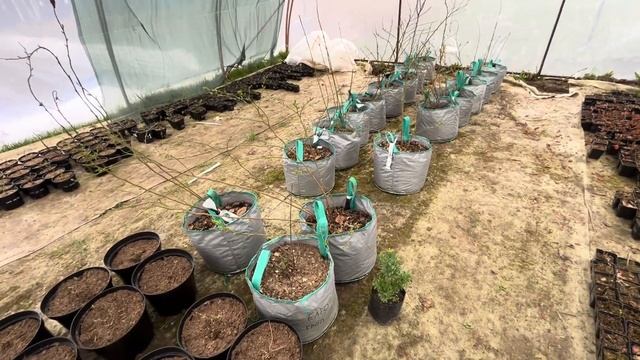 Обзор теплицы. Голубика, гортензия, малина, туи. Бизнес смотреть онлайн