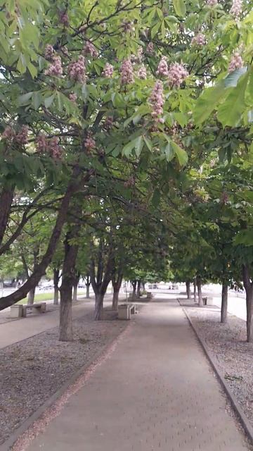 Аллея каштанов.Саратов Заводской район 18.05.24. смотреть онлайн