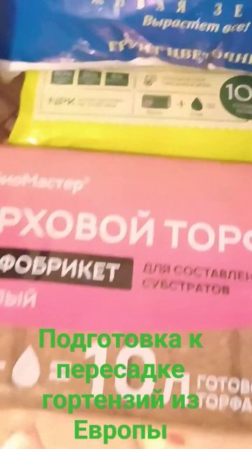Как я пересаживаю гортензии полуфабрикаты в новый объ смотреть онлайн