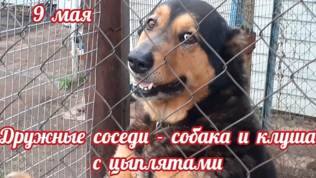 И такое бывает - собака и клуша с цыплятами.... смотреть онлайн