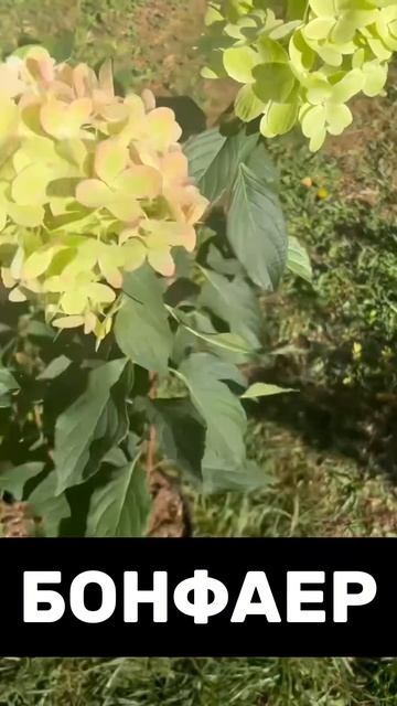 Цветы гортензии Бонфаер - Bonfire #дача #сад #цветы #гортен? смотреть онлайн