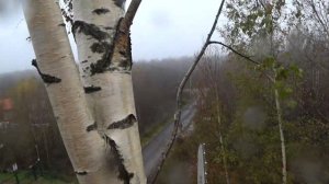Пилим березу от первого лица