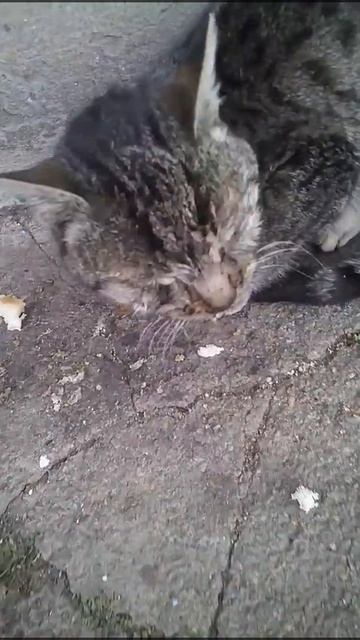 Ковидом котик заболел . . смотреть онлайн