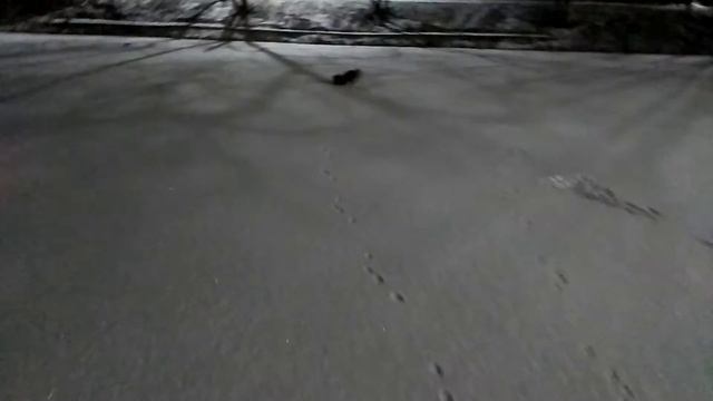 немецкий шпиц  гуляет в любимом парке