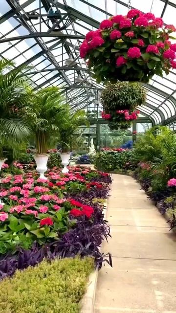 #hydrangea #гортензия#garden #гортензія#flowers #park#jardin#shorts#アジサイ# смотреть онлайн