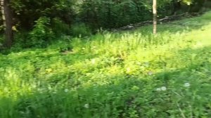 8,9 мая 2025г. Все растет ,все зацветает, все радует. С Днем Победы!