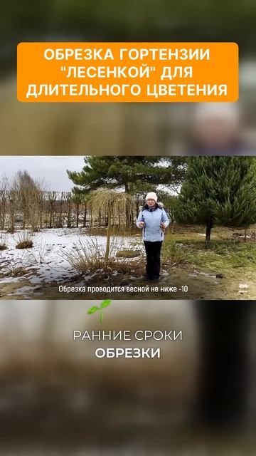 Как обрезать гортензию "лесенкой" для длительного цве? смотреть онлайн