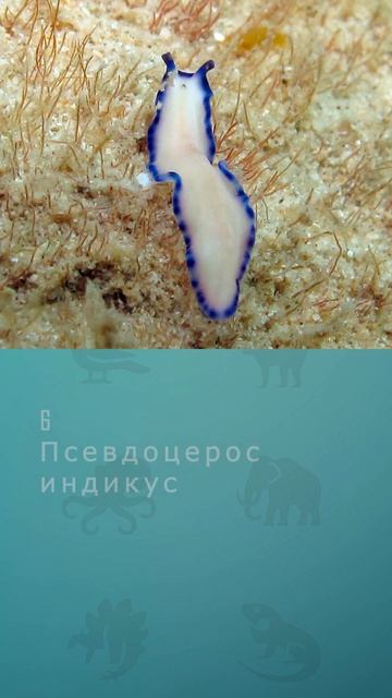 Топ 10 самых необычных червей #черви #шортс #топ10 #shorts #к? смотреть онлайн