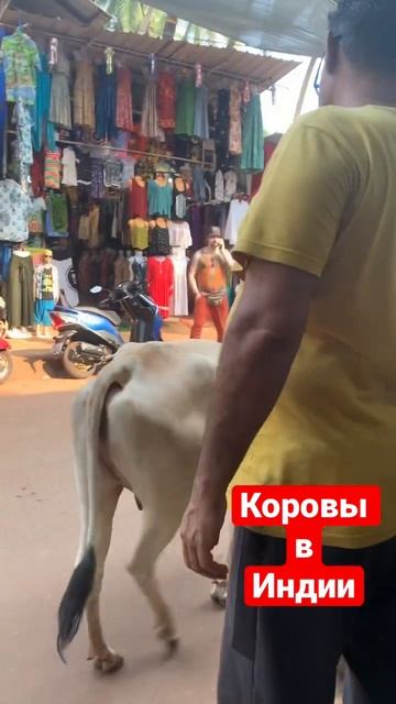 Корова Индия смотреть онлайн
