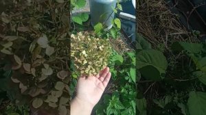 7. Сравнение древовидных гортензий Пинк Аннабель 2 и Ру