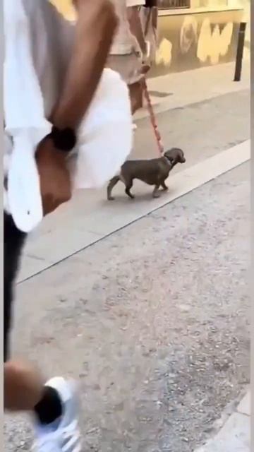 Почему быть смекалистым хорошо? #funny #memes #мем @AcademiyaSmexa