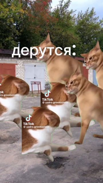 Слово кота волк на асвальте 1 часть смотреть онлайн