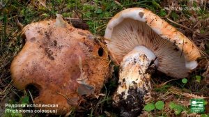 ГРИБЫ РЯДОВКИ ВСЕ ВИДЫ