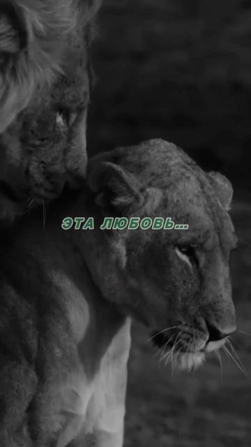 Любовь — это открытие себя в других людях и восторг уз смотреть онлайн