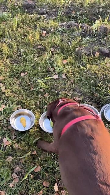 КАКОЙ ФРУКТ ВЫБЕРЕТ СОБАКА? смотреть онлайн