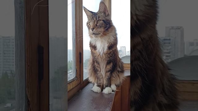 🐯Запах Сирени🌲#подпишись #кот #cat #кошка #кошки #позит смотреть онлайн