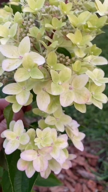 Супер НОВИНКА# гортензия металика #гортензия #гортенз? смотреть онлайн