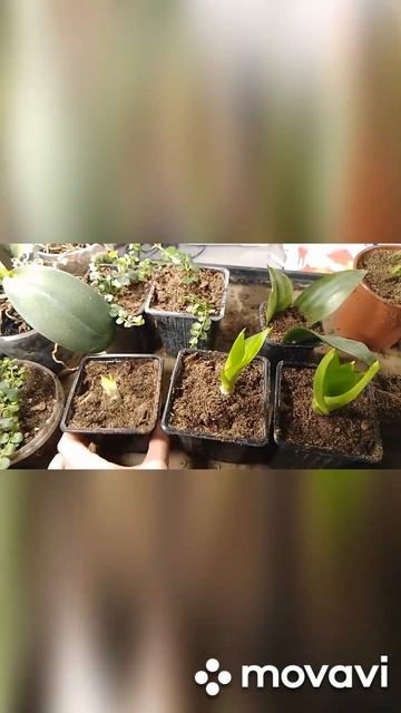 За 2 года вот стоооолько деток)! Сансевиерия Ханни не о? смотреть онлайн