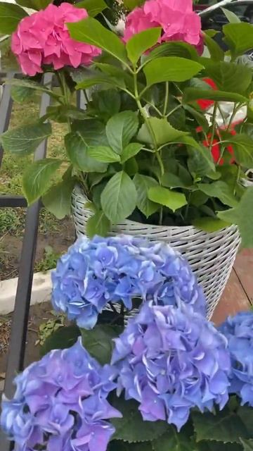 Гортензии в садовом магазине Ingardium