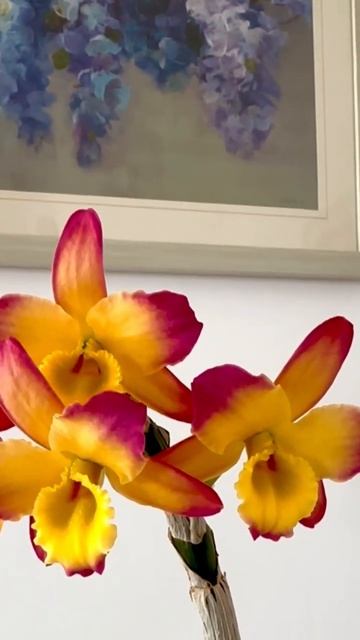 Dendrobium Oriental Smile #орхидеи #orchid #dendrobium #orchideen #orchids #orchidea #orchid смотреть онлайн