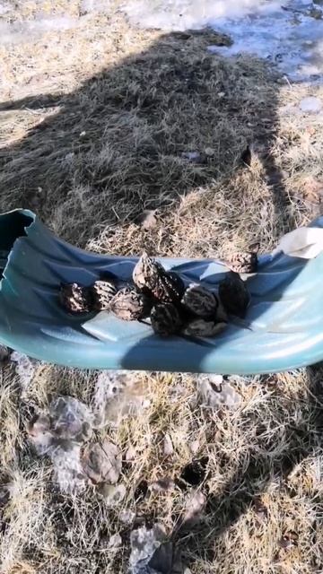 ДАЧНЫЙ КОЛЛАЖ ИЗ ГОРТЕНЗИИ, ГЛАУКИ ГЛОБОЗЫ, ТУЙ И САДО? смотреть онлайн