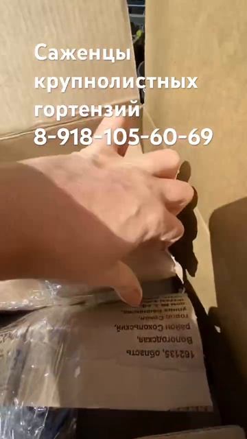 Саженцы крупнолистных гортензий 8-918-105-60-69 #гортензия #?