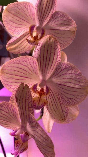 Весеннее цветение 2025 смотреть онлайн