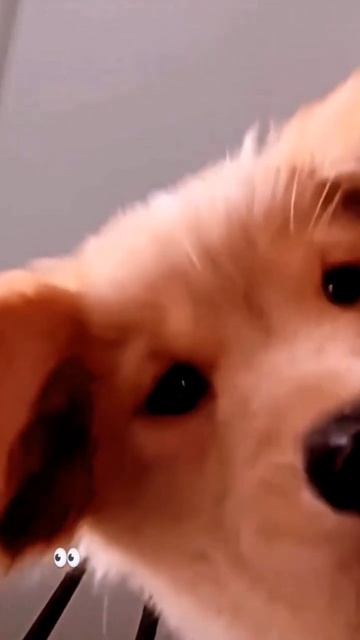 Кто тут ещё не спит? 👀😏#собака #милаясобака #щенок #ми смотреть онлайн