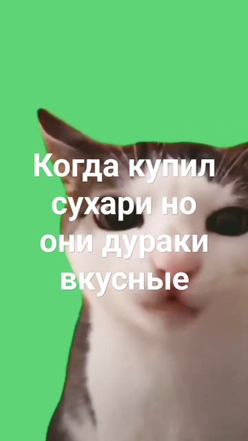 кот ест сухарики #мем #кот #сухарики смотреть онлайн