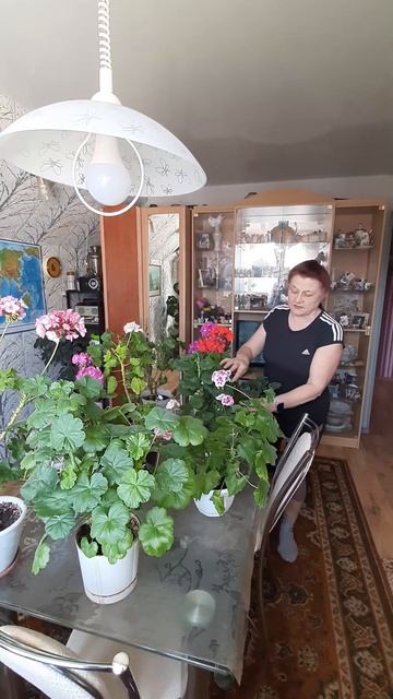 мои любимые герани смотреть онлайн