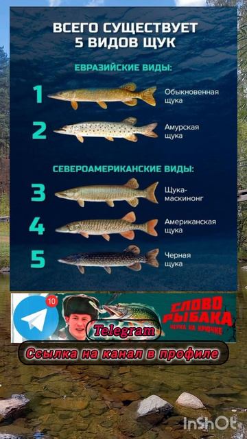 Какие виды щуки существует смотреть онлайн