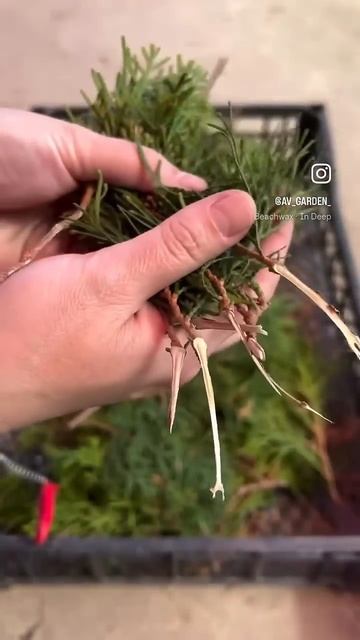 Заготовка черенков туи. #черенкование #черенки #хвойны смотреть онлайн