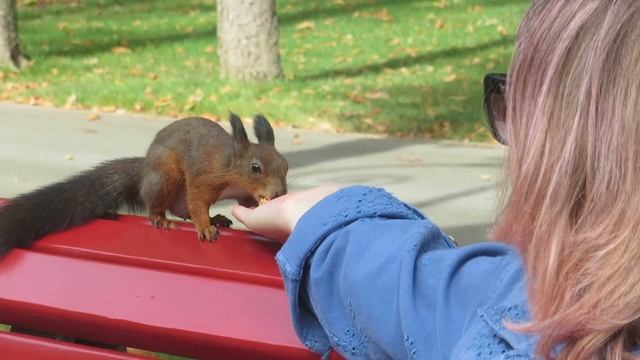 Белка ест орехи. Центральный парк Харькова смотреть онлайн