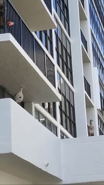 Гуси, гуси га-га-га #animals #birds #nature #reels #video #shorts #vlog #travel #resp смотреть онлайн