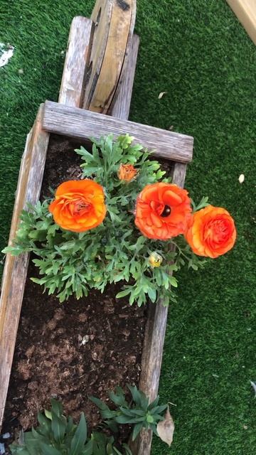 Лютик восточный оранжевый смотреть онлайн