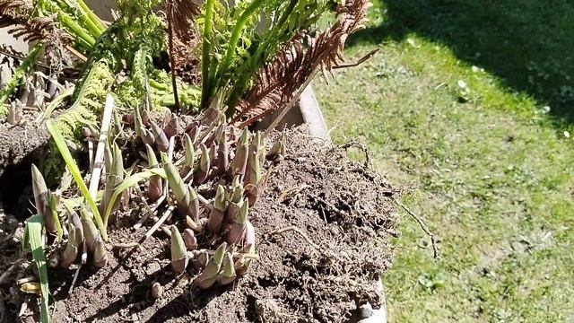 Забрала с помойки живые растения 2025 смотреть онлайн