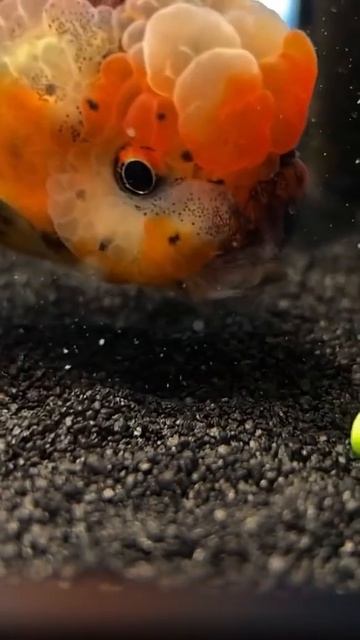 Рыба с будуна пытается поесть #shorts смотреть онлайн