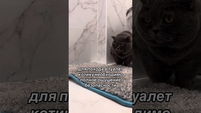 Странные привычки котиков, которым есть объяснение. смотреть онлайн