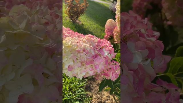 Fraise Melba#гортензія #flowers #гортензия #garden #гортензияметел?