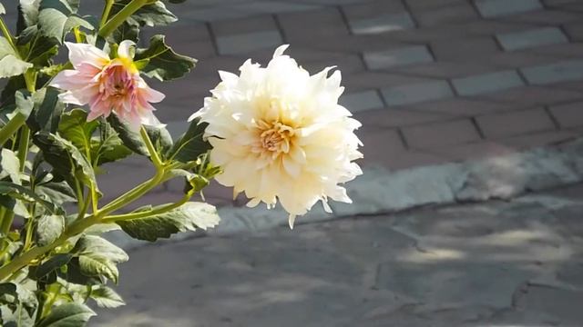 ЦВЕТЫ ДРУГИЕ ПВН А = 194 смотреть онлайн