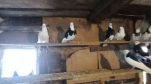 #голуби плохо кормят, голодные пискуны, в чем причина?