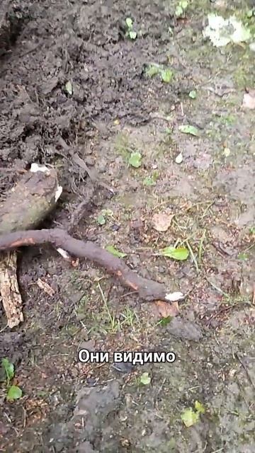 Коряга для аквариума своими руками. Копаем корягу #акв смотреть онлайн