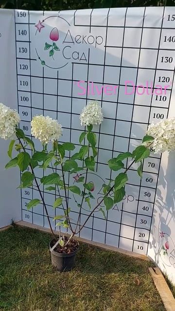 Гортензія волотиста Сільвер Долар /Silver Dollar #декор_сад смотреть онлайн