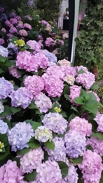 Київ.Гортензія Букет Роуз. смотреть онлайн