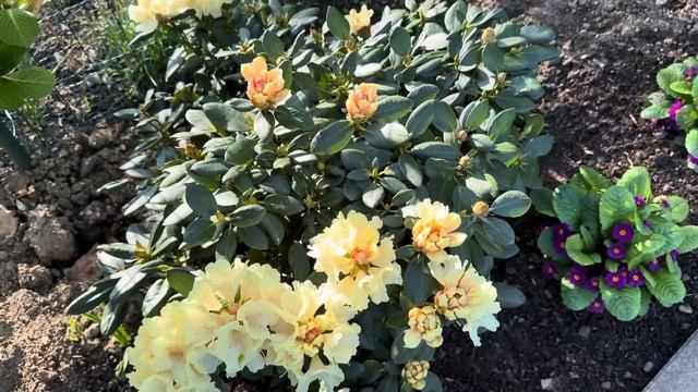 Наш цветущий Апрель. Маленький Сад для души и сердца Р?