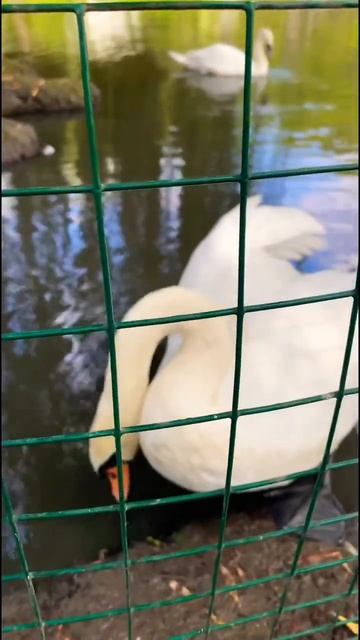 #shorts #женский монастырь #станицаДинская #Краснодарски? смотреть онлайн