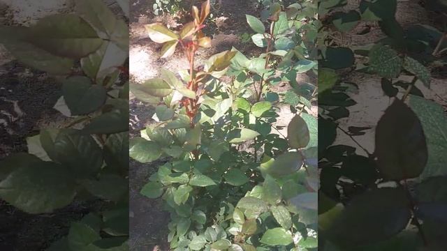 Уход за розами. Слепые побеги смотреть онлайн